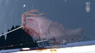 A colossal squid caught with a long line in the Ross Sea will undergo a live autopsy.