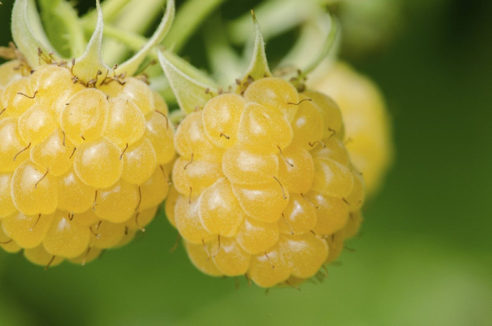 Yellow Raspberry Vs Red Raspberry Yellow Raspberry Varieties - Learn About The Care Of Yellow Raspberry ...