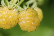 Close Up Of Yellow Raspberries