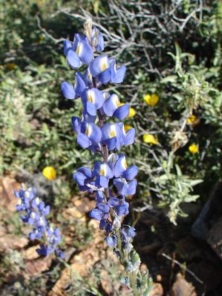 Sonoran Desert blooms