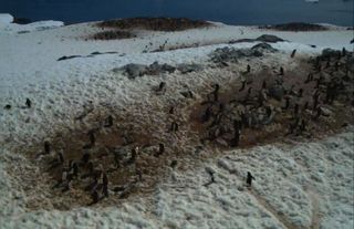 Gentoo penguins use their dark guano to melt snow on the Antarctic Peninsula.
