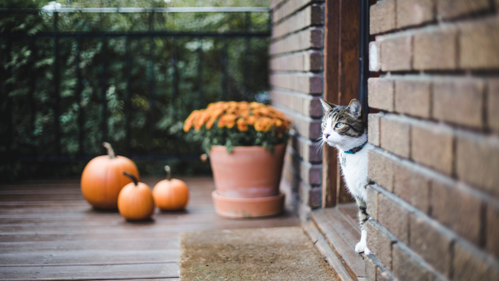 Tabby cat in doorway of front porch near potted mum and pumpkins
