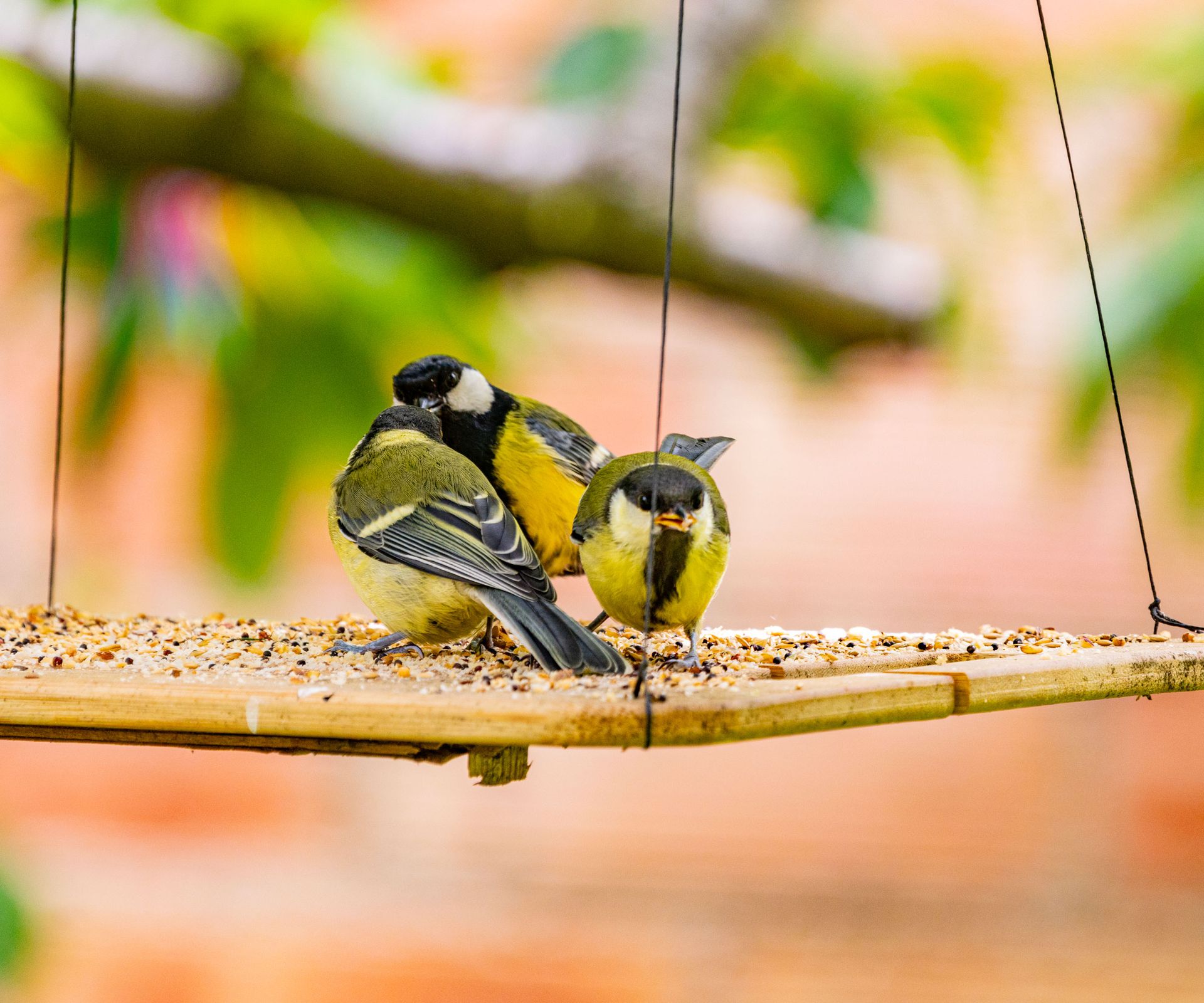 birds on hanging bird feeder eating seeds