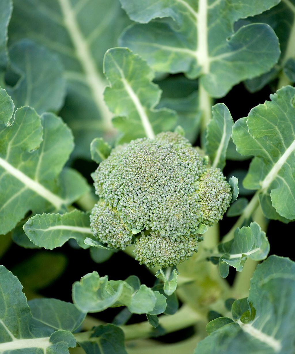 Best companion plants for broccoli: add these herbs, flowers and veg to ...