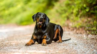 black and tan coonhound dog