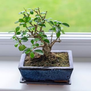 Little bonsai tree Carmona Microphylla - tropical, evergreen dendroid shrub with oval, dark green, glossy leaves