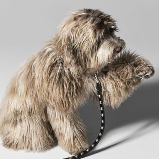Fluffy dog wearing Celine leather collar and leash