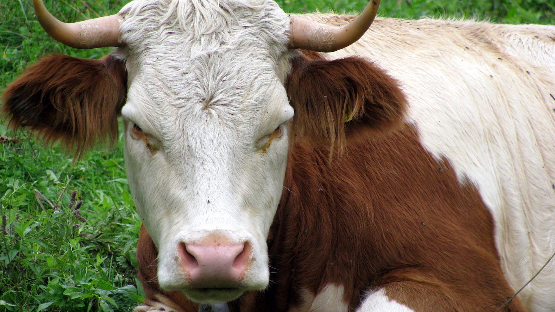 a photograph of a brown and white cow with horns sitting in grass