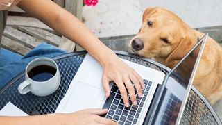 how to get pet insurance online