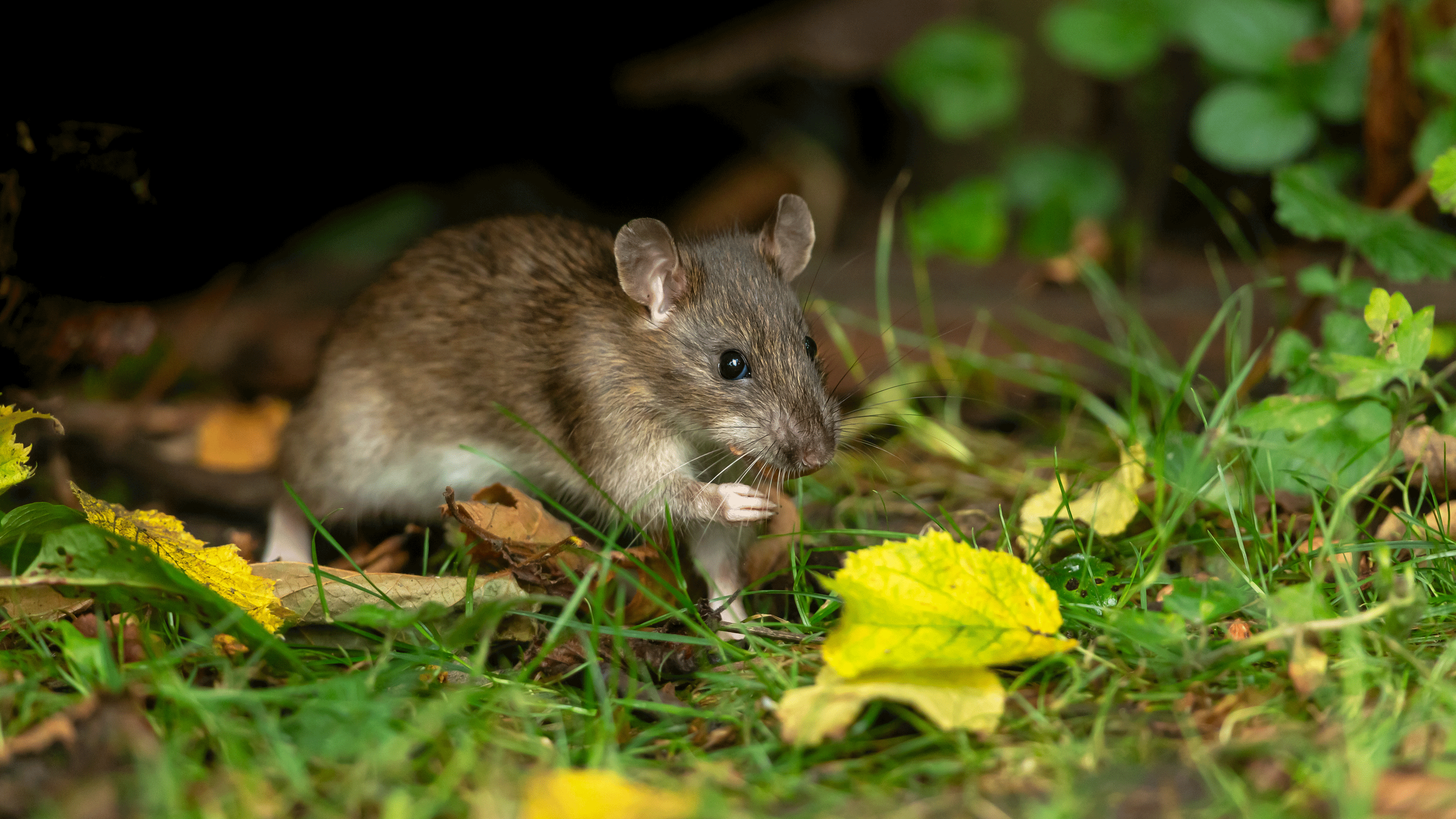 Rat on grass