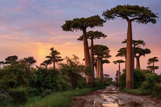 Baobab trees in Madagascar