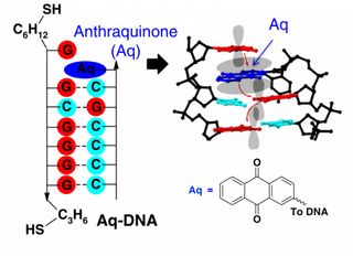 Researchers have modified DNA to turn it into a tiny molecular switch. The technique slips an organic structure known as anthraquinone in between the A, G, C, T letters that make up the building blocks of DNA. Antrhaquinone makes the modified DNA either conduct or block electrical flow depending on the number of electrons it has bound.