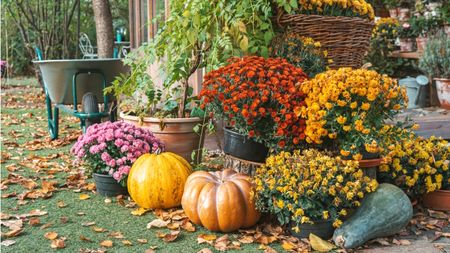 Colorful chrysanthemums in pots, styled with pumpkins in fall