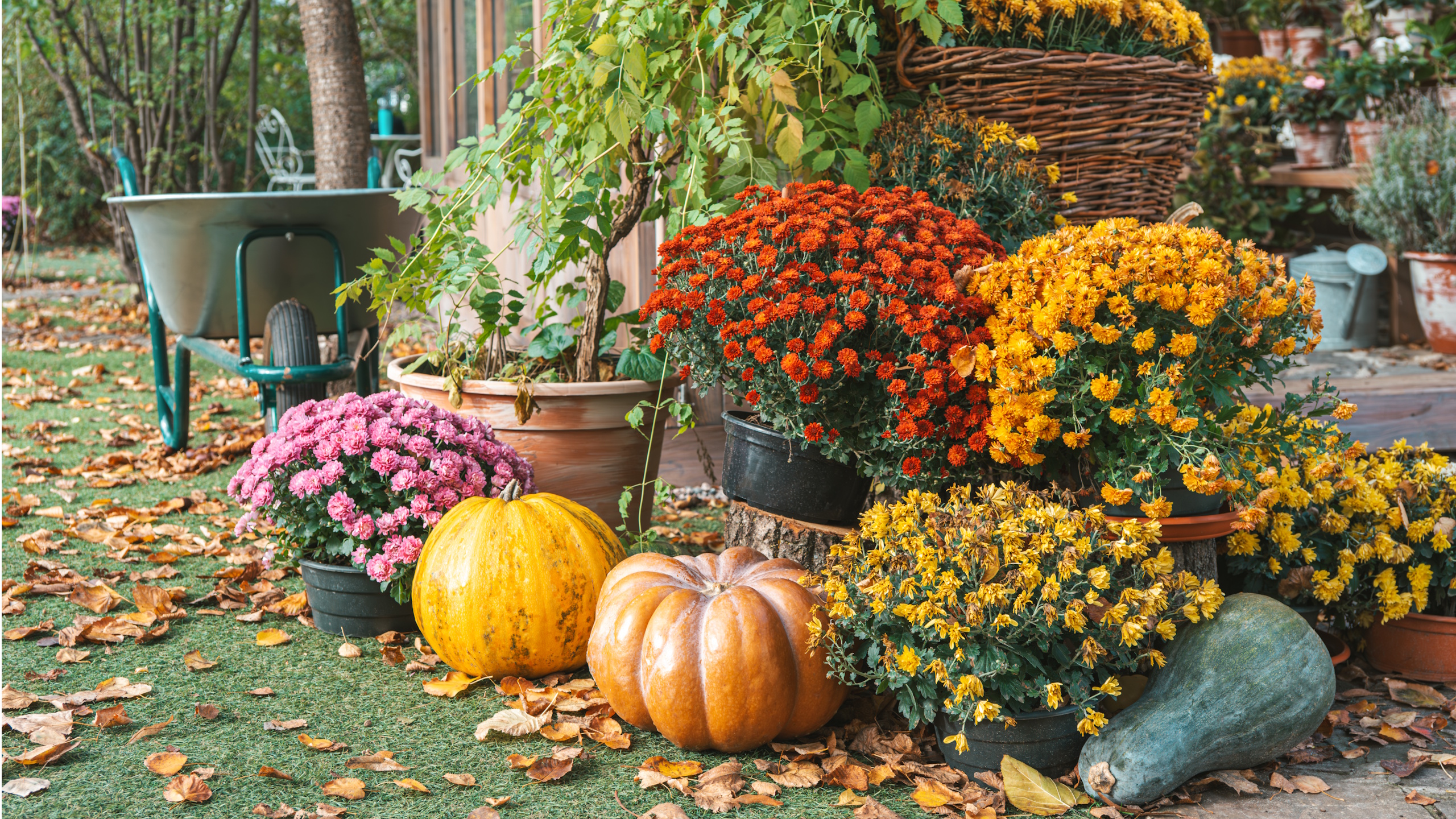 Colorful chrysanthemums in pots, styled with pumpkins in fall