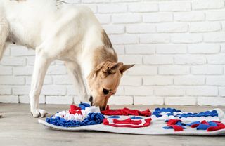 A dog sniffs at one of the best snuffle mats for dogs.