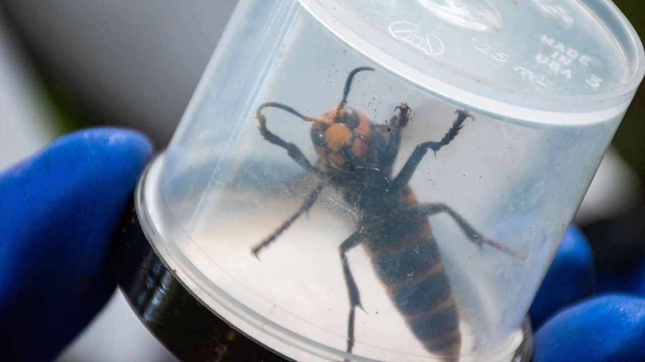 A trapped Asian giant hornet.