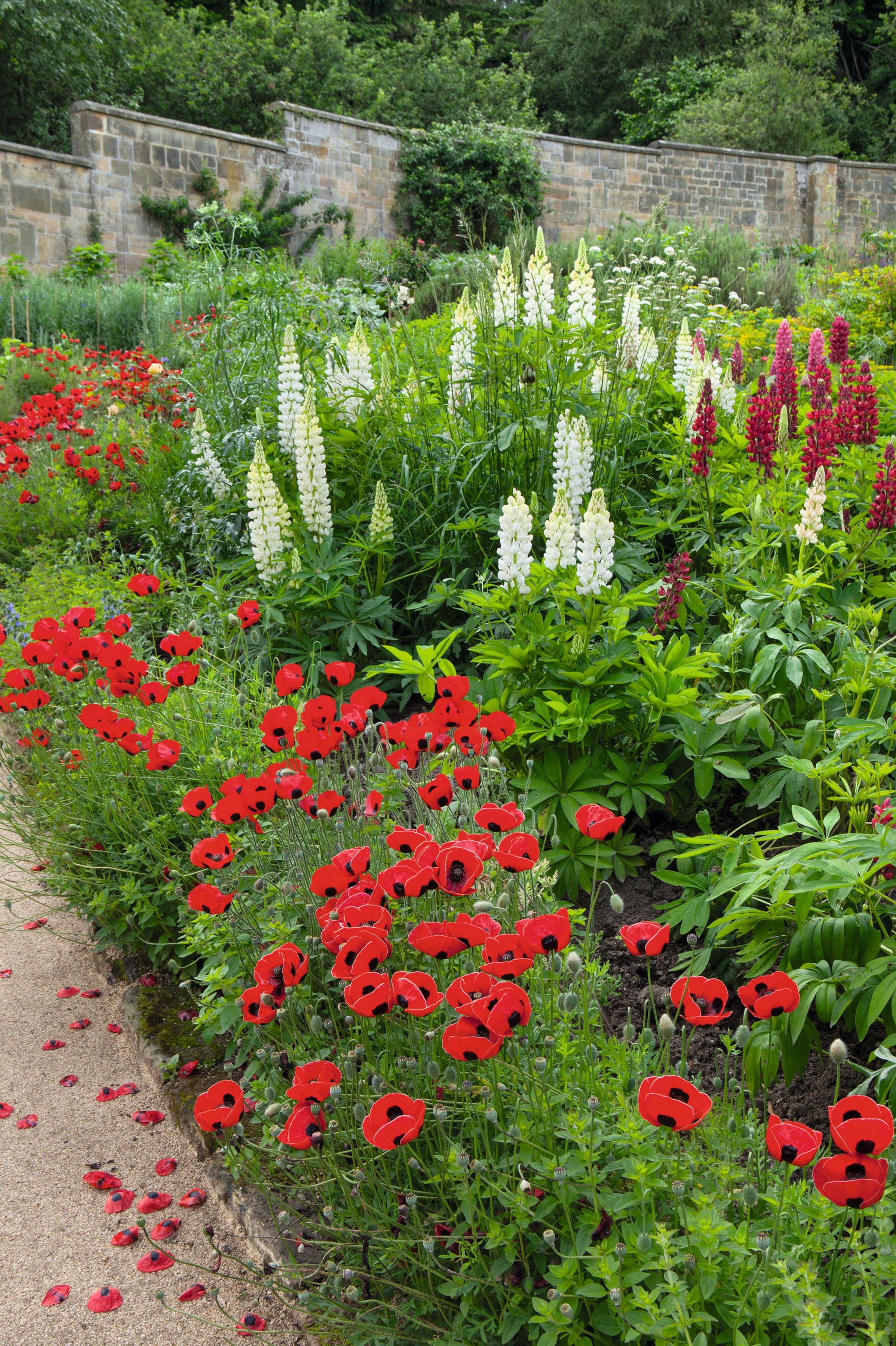 Papaver commutatum 'Ladybird' edging path at Gravetye Manor in West Sussex