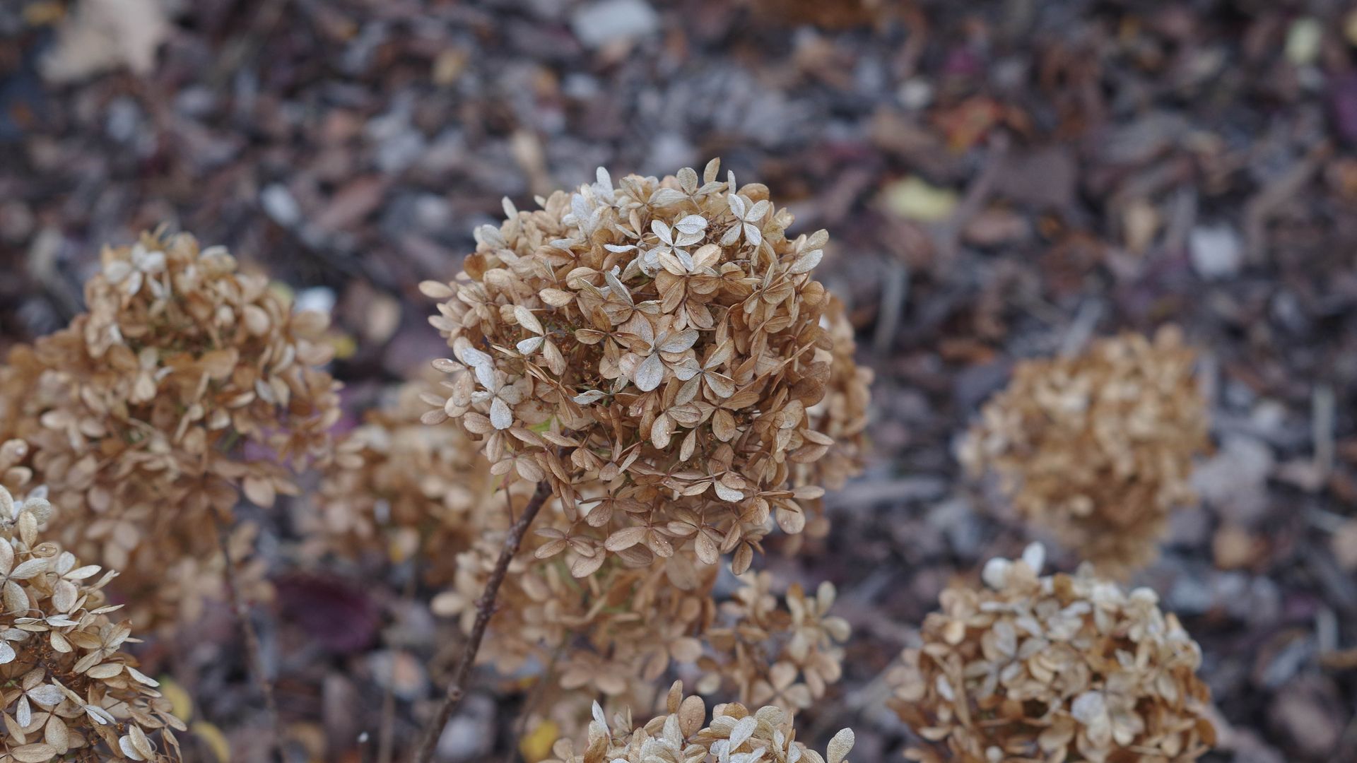How to deadhead hydrangeas and when to do it Tom's Guide