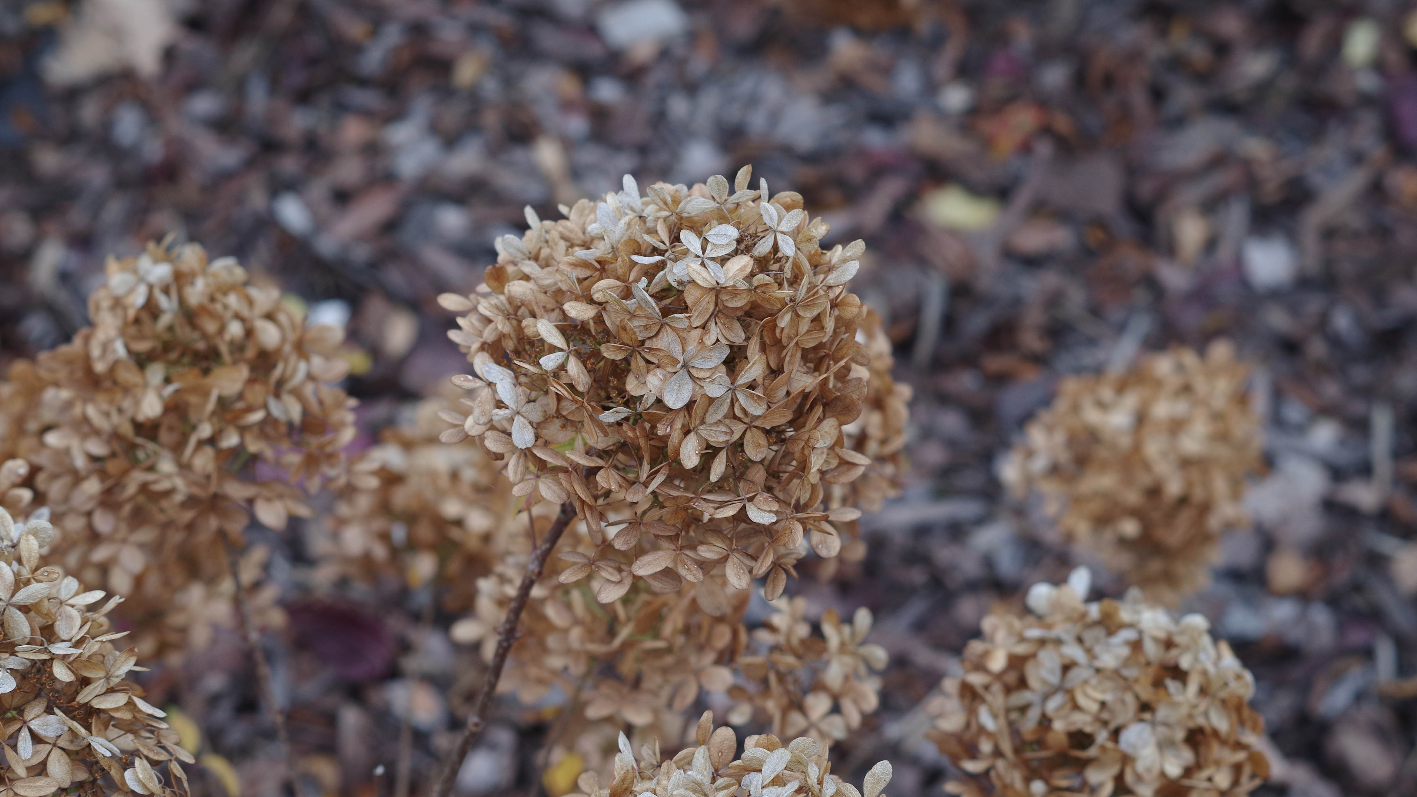 Image of Close-up of deadheaded hydrangea flower