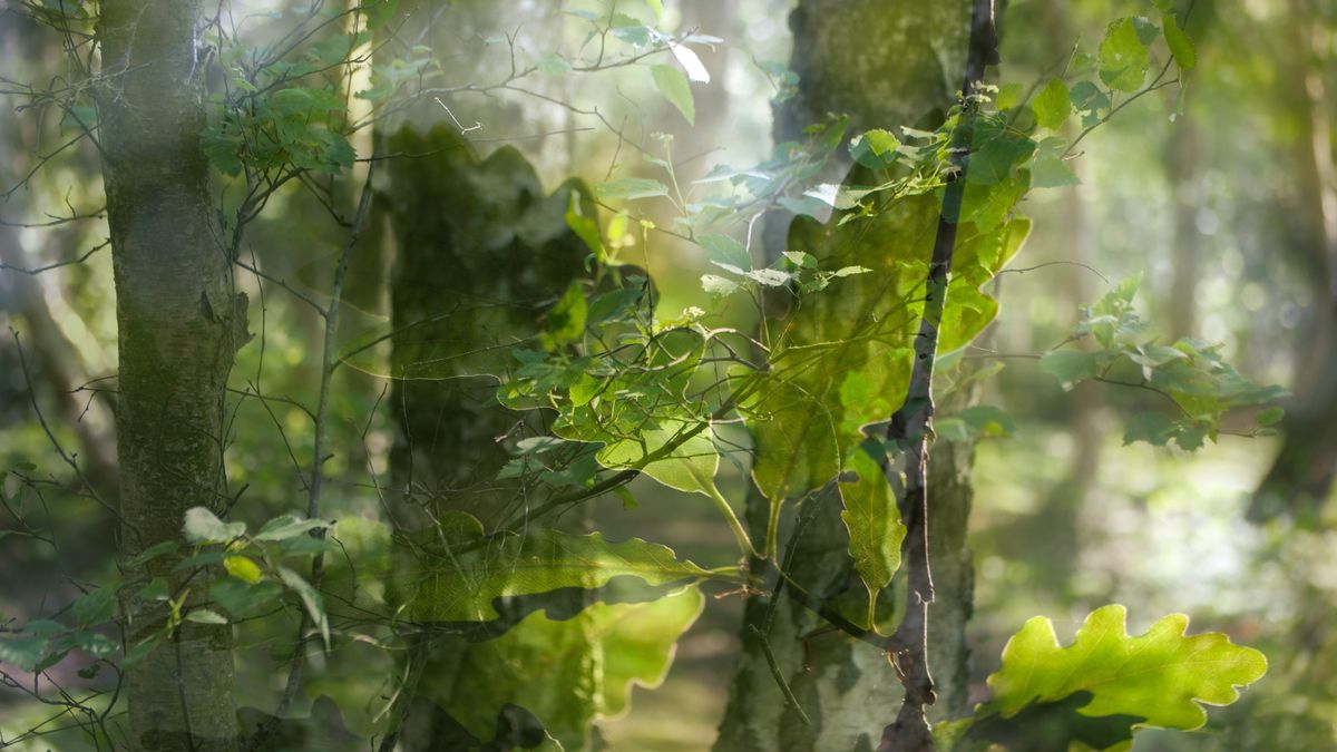 Multiple exposure images of a woodland scenes