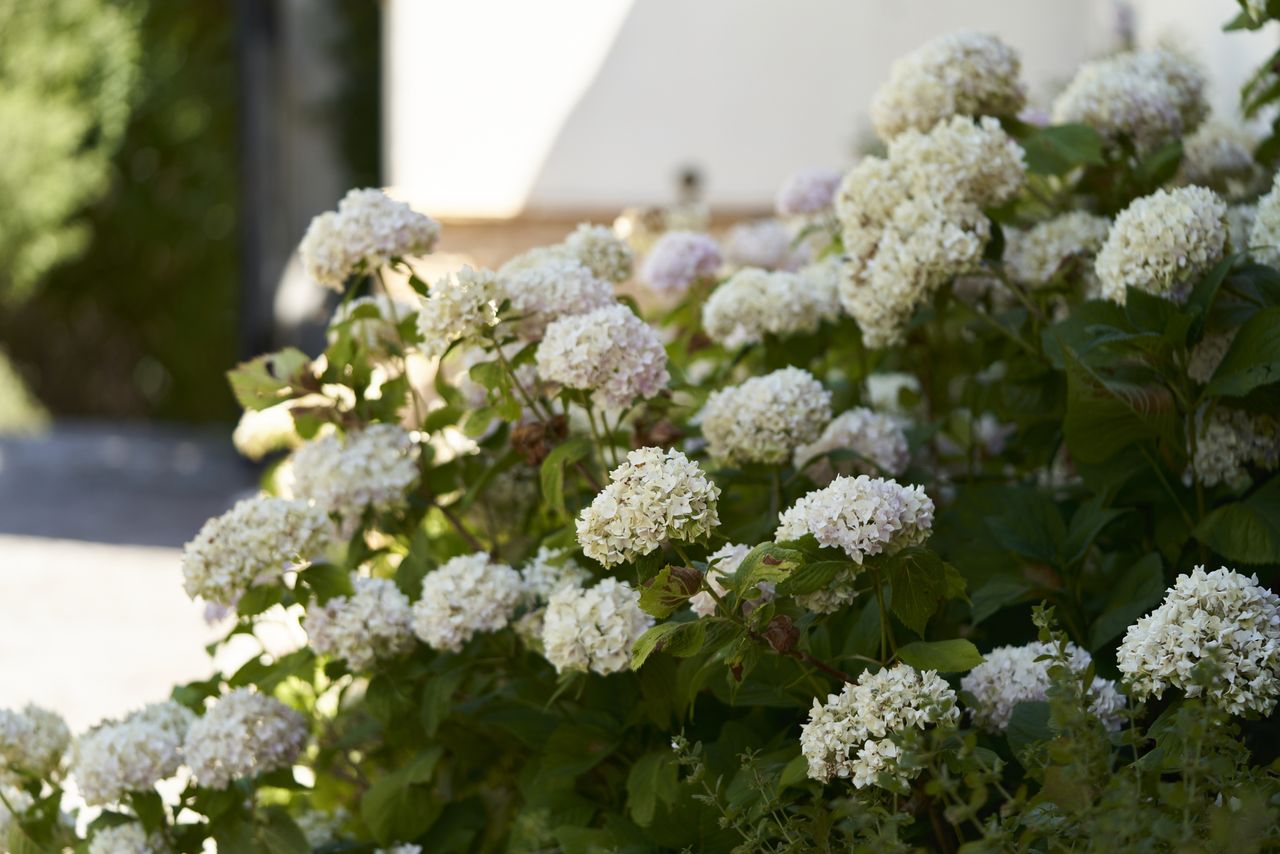 hydrangea plants