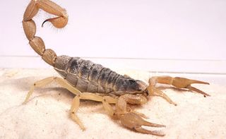 spiders, research, Desert hairy scorpion