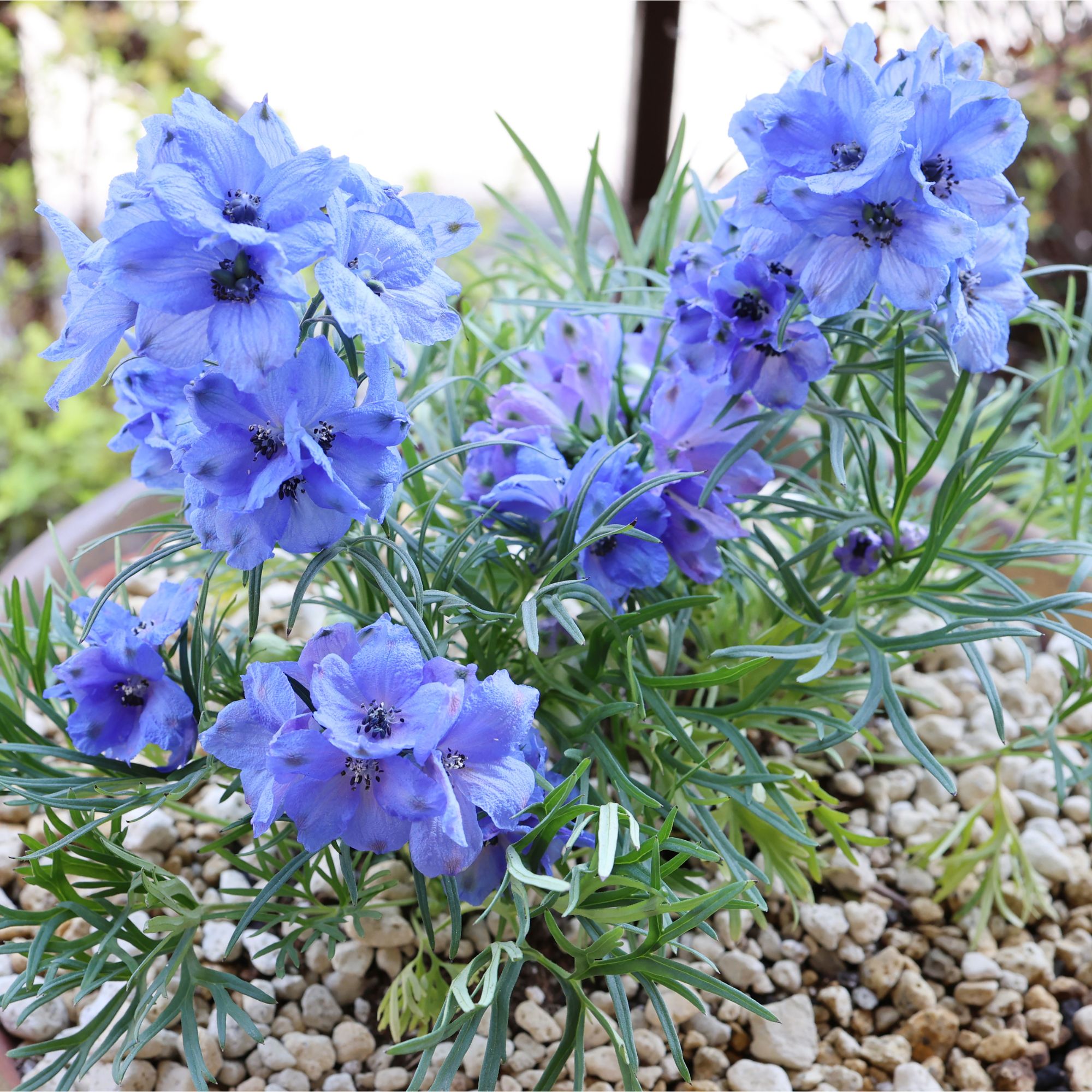 Delphinium 'Larkspur' flowers growing in pot with stones