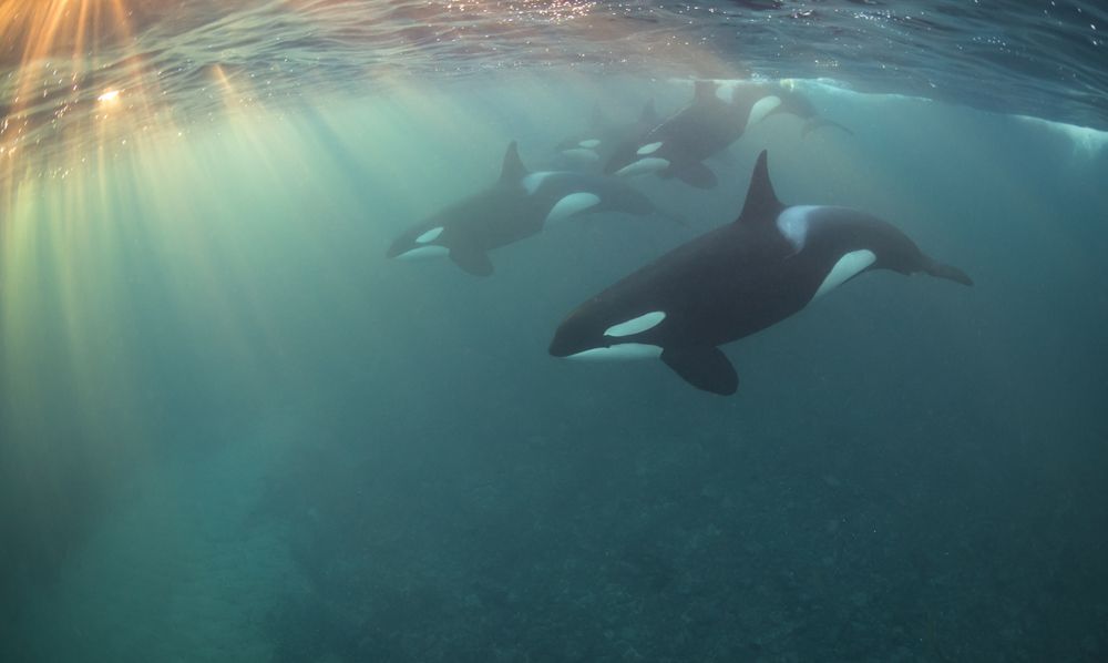 Stunning Scenes Dazzle in Underwater Images (Photos) | Live Science