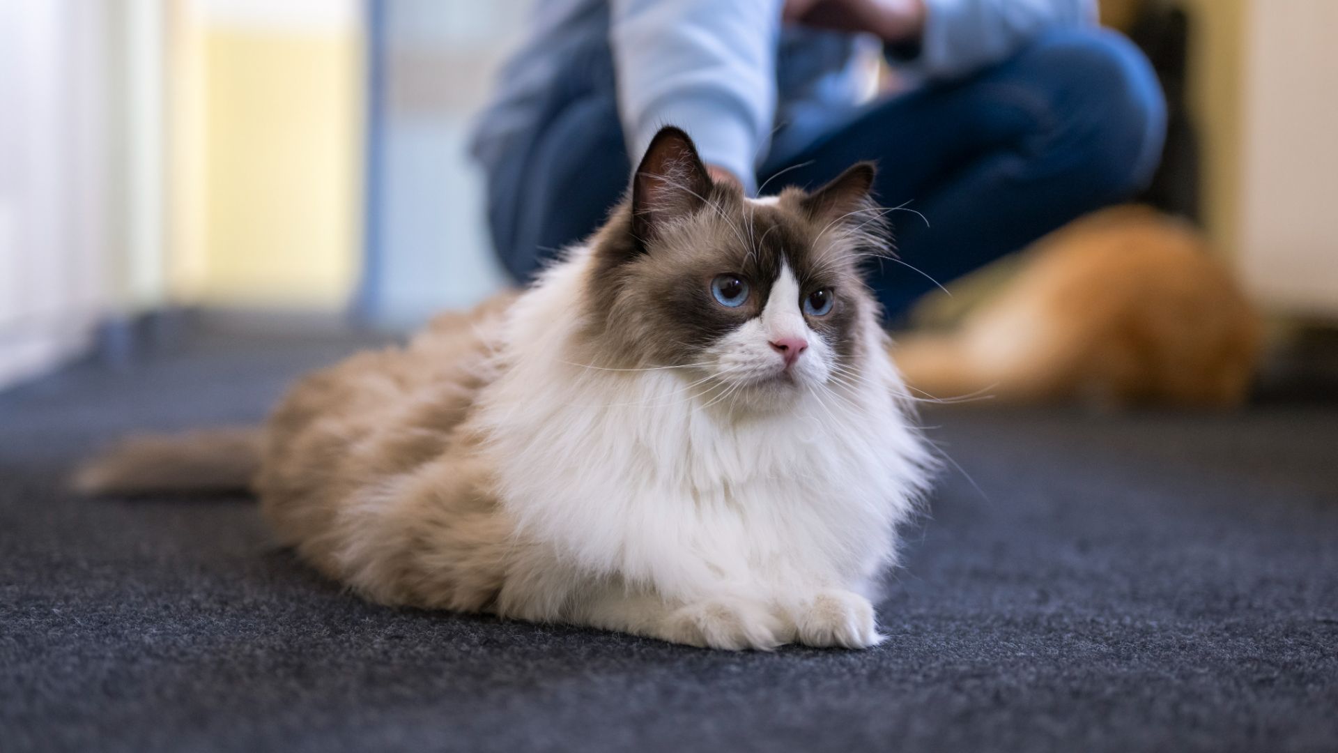 cat with a fluffy white ruff and dark brown points