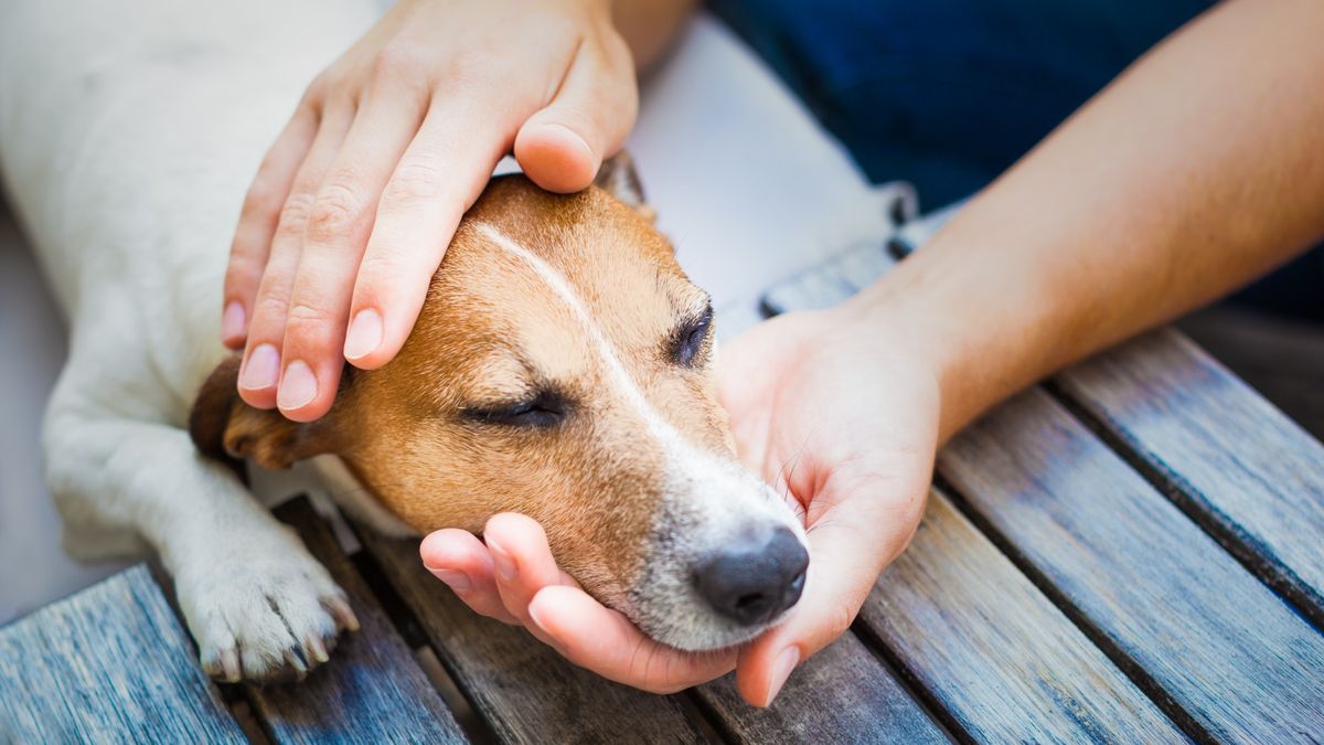 Dogs face being cupped by owners hands