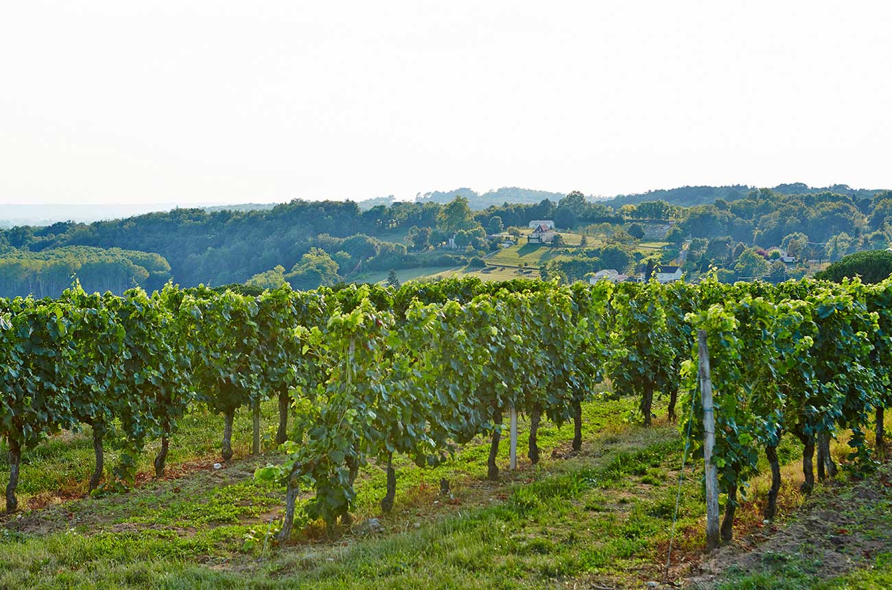 Bergerac vineyards