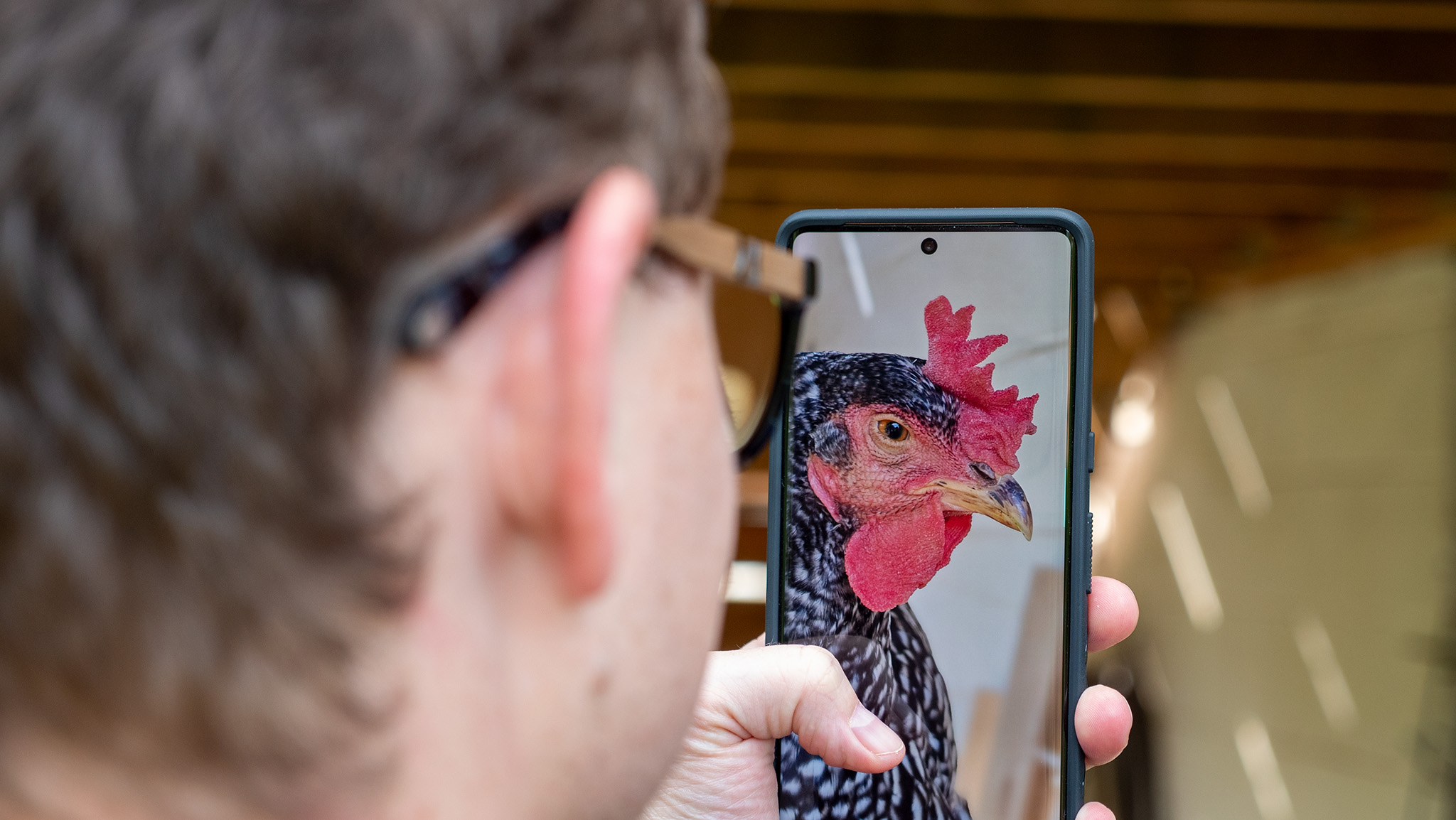 Zooming in to get a picture of a chicken with a Google Pixel 7 Pro