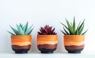 succulents in terracotta pots