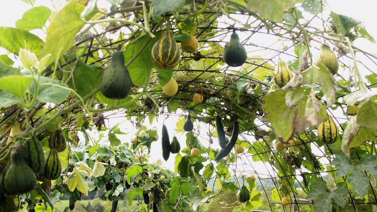 Squash growing up and over an arch