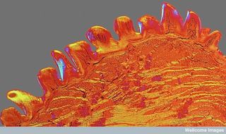 Polarized light micrograph of a cross-section of a cat tongue.