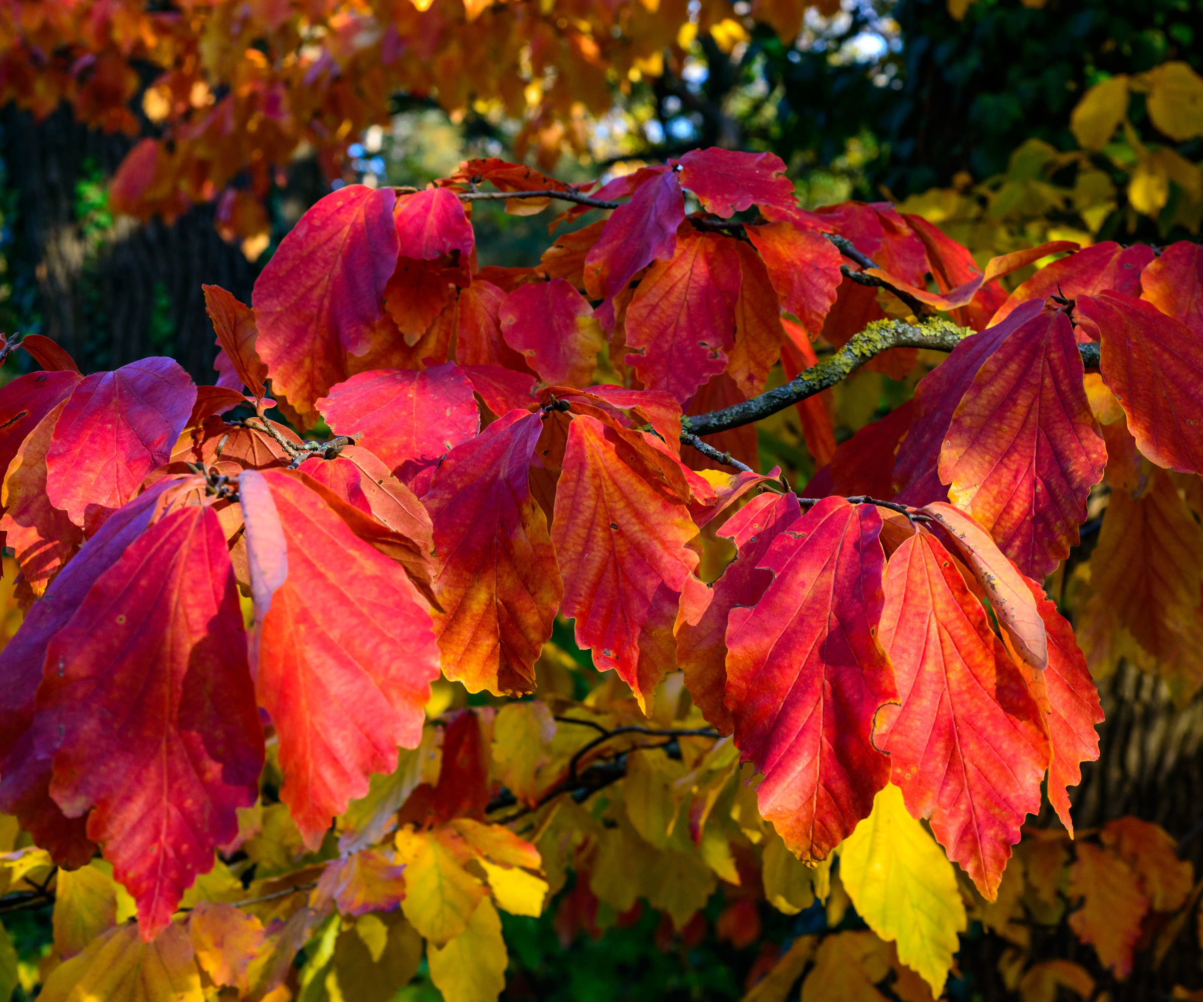 red leaves of Parrotia persica 'Bella' tree