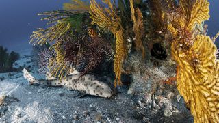 A carpet shark rests on the seafloor with its eyes open.