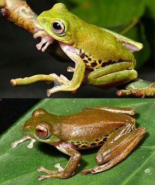 Color-changing Frog