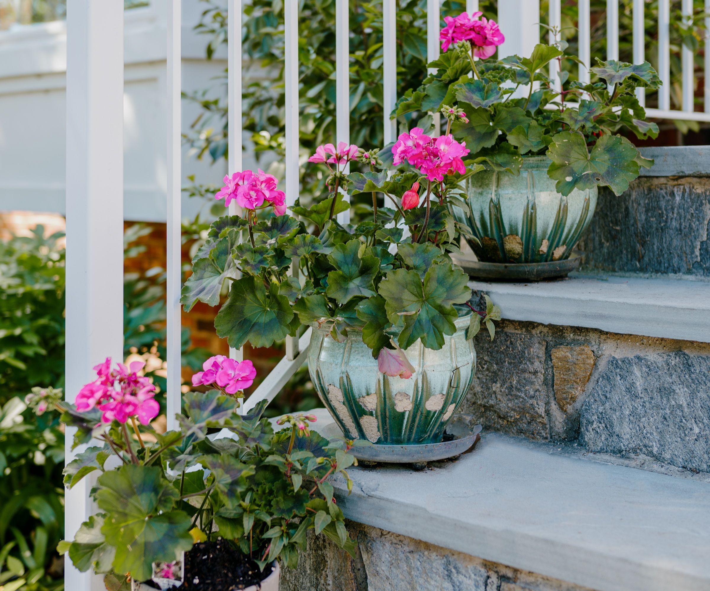 Glazed pots with geraniums on steps