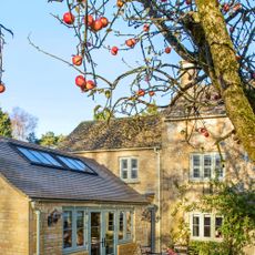 Red apples growing on apple tree in autumn/winter garden