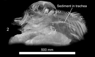 scan of khroma the mammoth's trachea