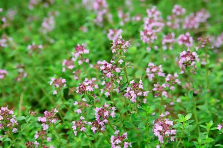 Wildflowers