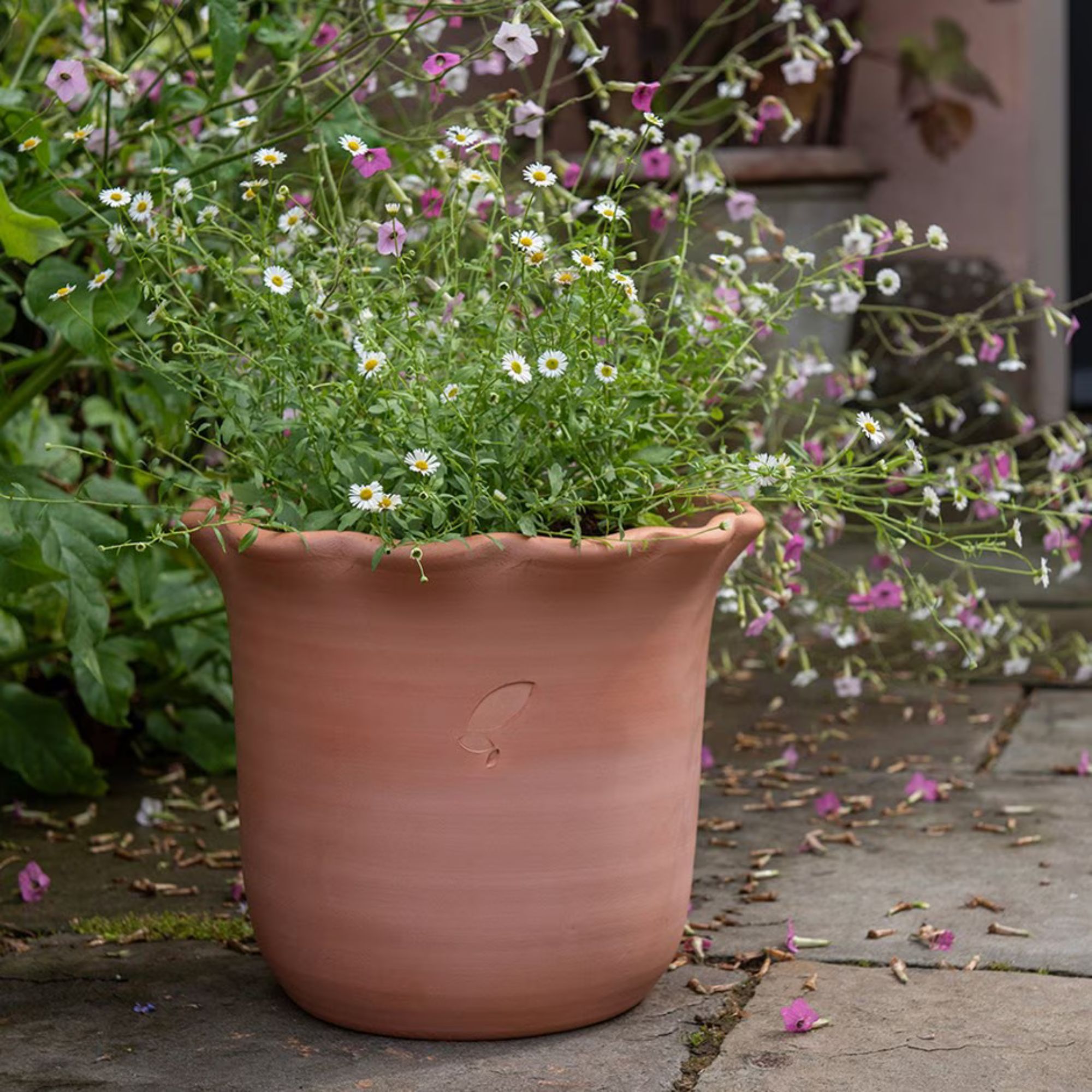 Crocus Terracotta Ruffle Pot