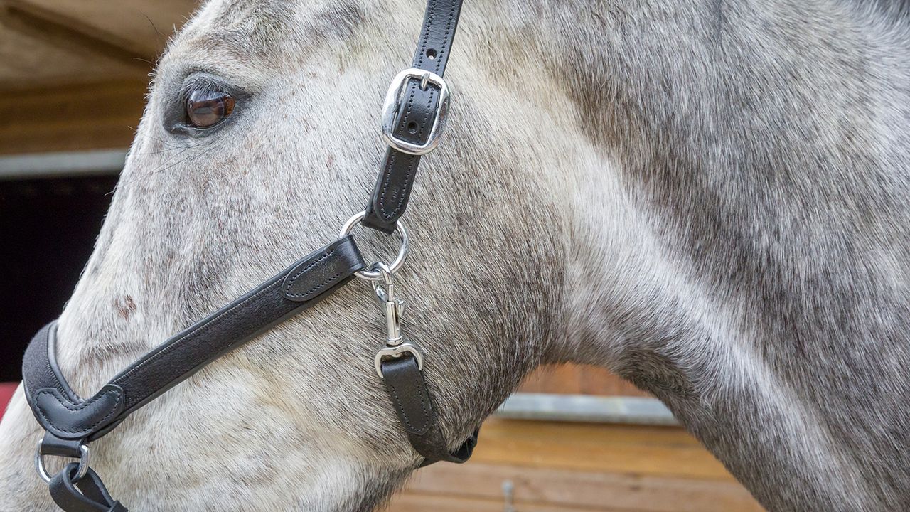 Collegiate ComFiTec headcollar