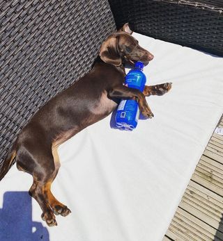 dog sunbathes with water bottle