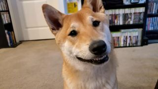 Peanut Butter the speedrunning Shiba Inu looking at the camera