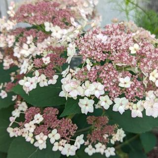 hydrangea Pinky Pollen Ring in bloom