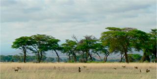 a view of Amboseli National Park in Kenya, with baboons.