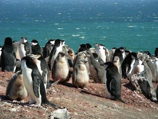 Chinstrap penguins on Deception Island.