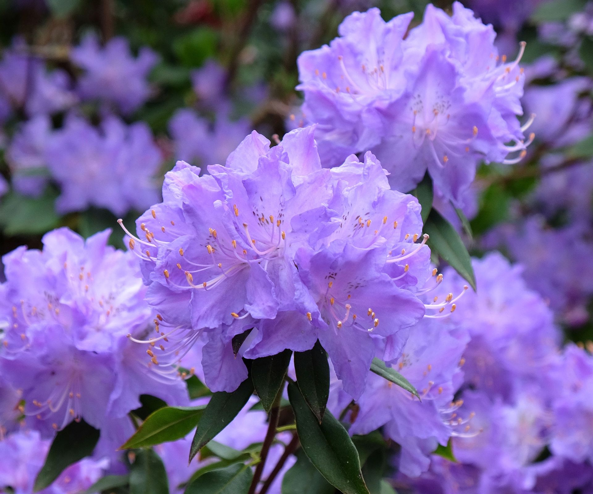 Want A Blue Rhododendron? These 5 Cool Varieties Come Close | Gardening ...